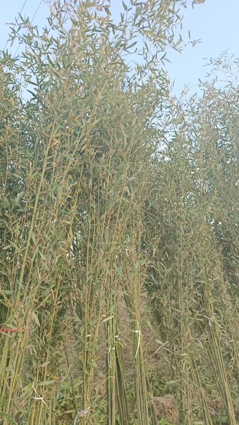 庭院绿植早园竹绿化苗景观苗对接全国欢迎进店