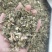 益母草切断过筛益母草正品野生全年大货供应