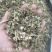 益母草切断过筛益母草正品野生全年大货供应