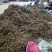 200亩高山浙白术出售