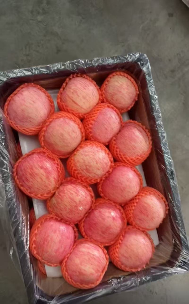 山东红富士苹果，全红，片红，条红规格齐全，欢迎来电洽谈