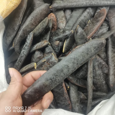 猪牙皂规格齐全全面大货供应