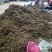 200亩高山浙白术出售