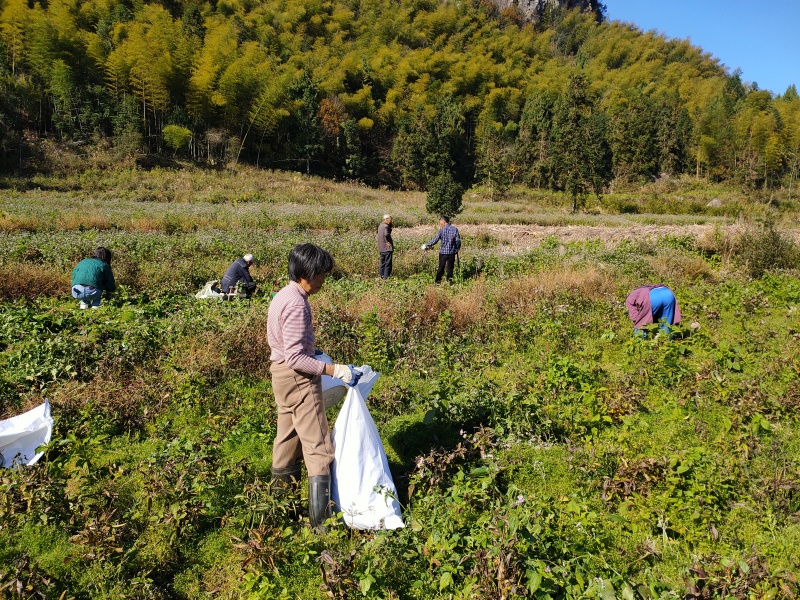 200亩高山浙白术出售