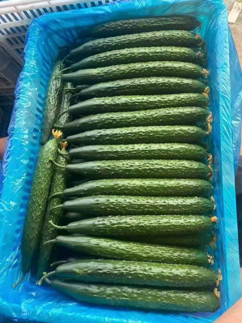 精品黄瓜密刺黄瓜莘县黄瓜大量供应可视频看货欢迎来电