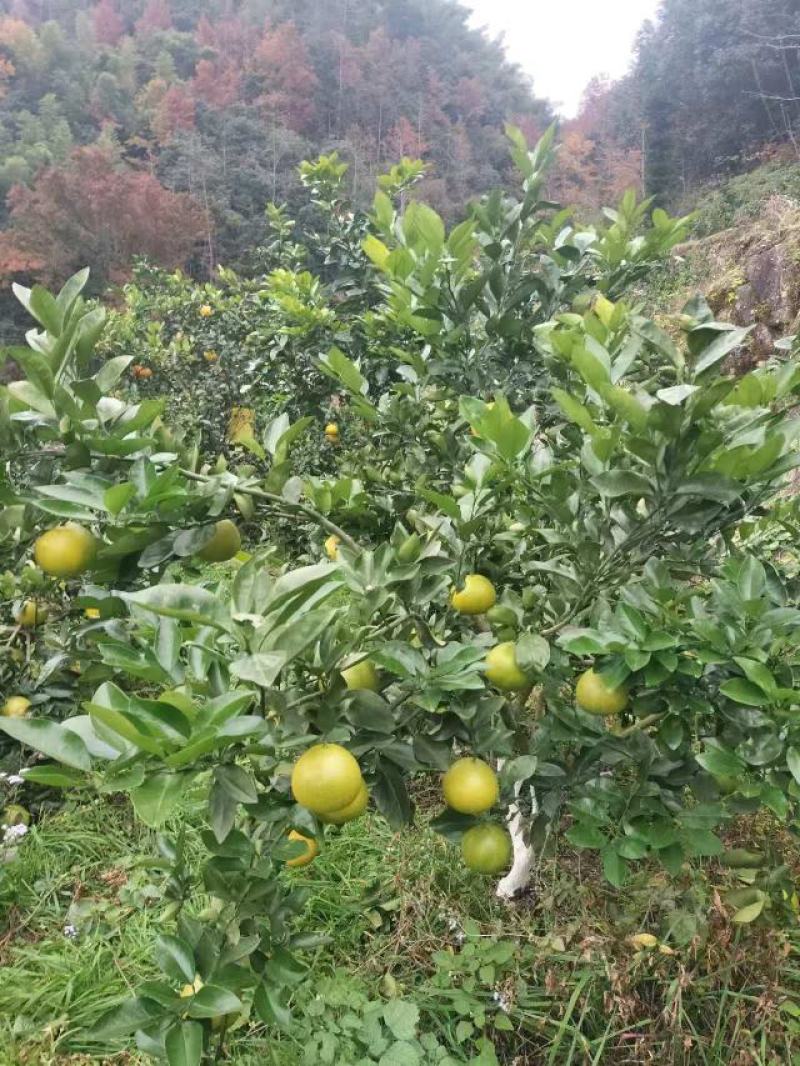 浙江精品鸡尾葡萄柚自产自销保证质量欢迎随时电话联系