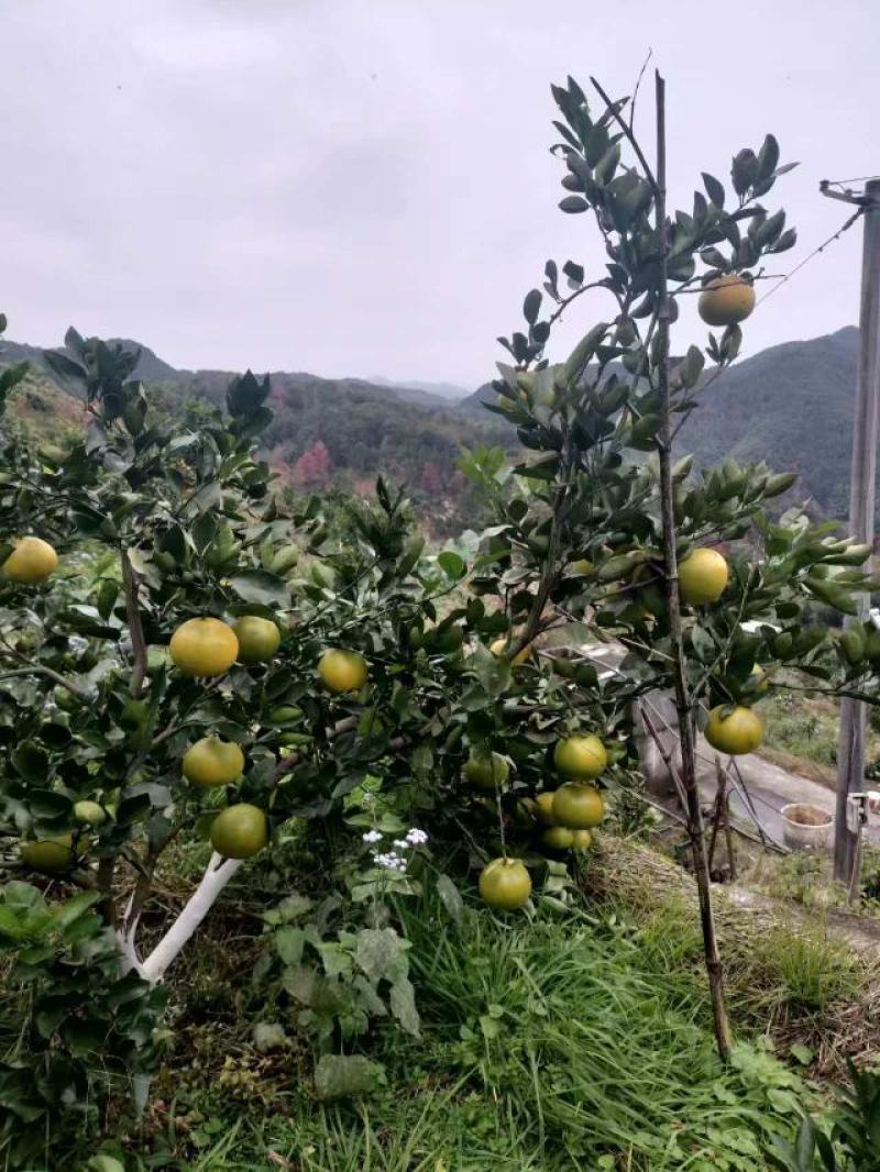 浙江精品鸡尾葡萄柚自产自销保证质量欢迎随时电话联系
