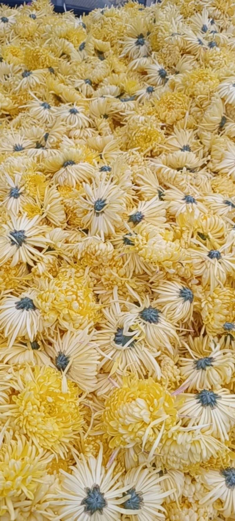 菊花丰收，加工有限，大量金丝皇菊鲜花待售，有没有收购的？