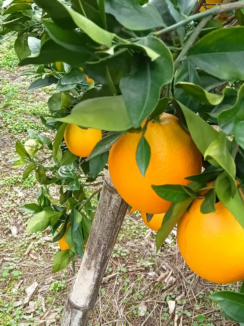 广西纽荷尔脐橙货源充足量大从优欢迎随时联系