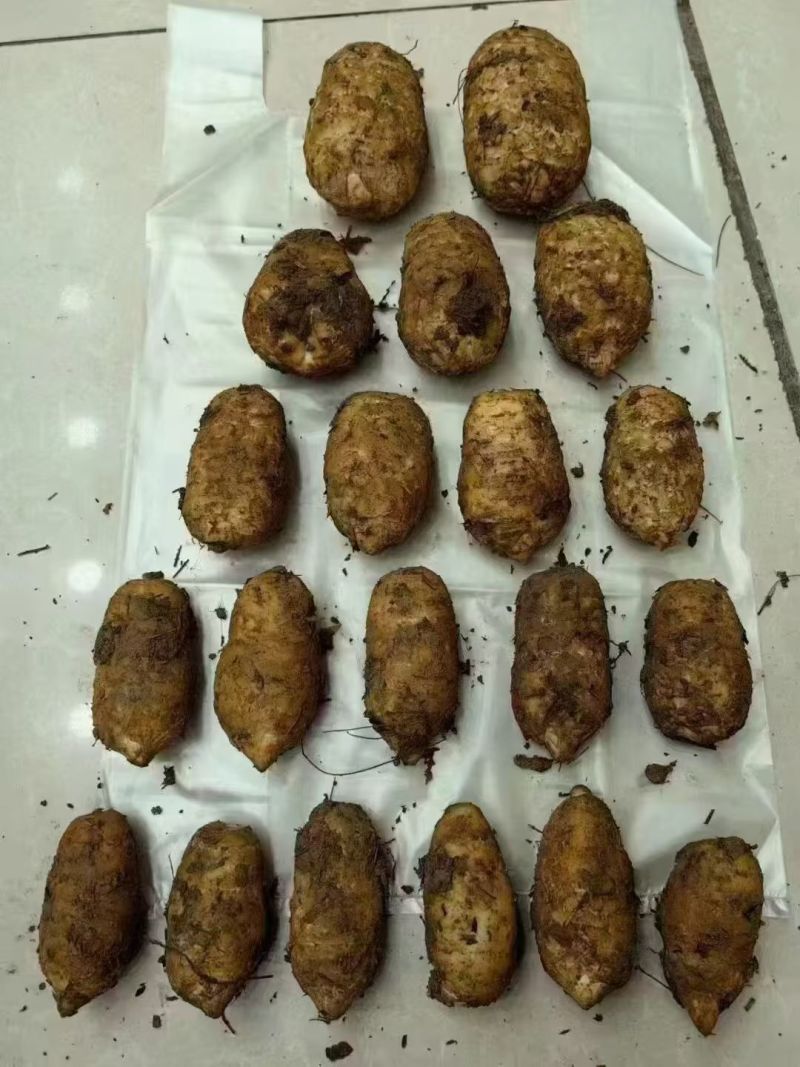 昭通天麻