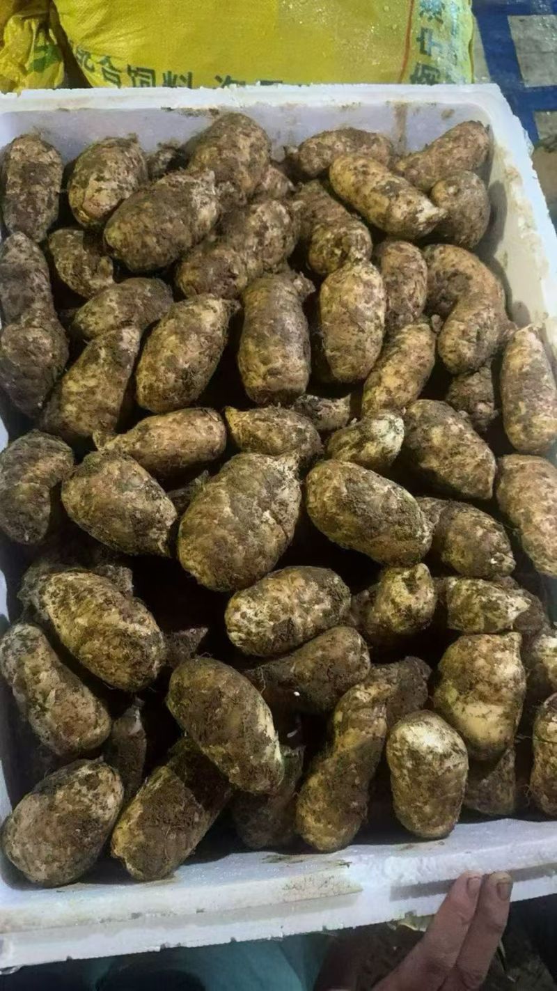 昭通天麻