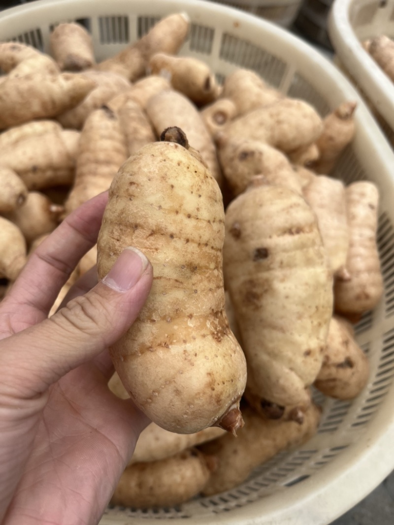 林下天麻片霍山大别山精选天麻片无硫天麻片大片当季