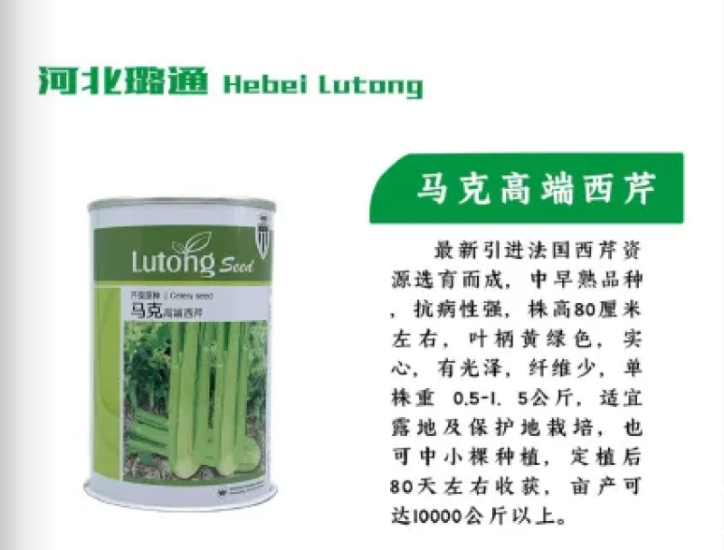 马克西芹种子芹菜种子厂家直销品质保障欢迎来电