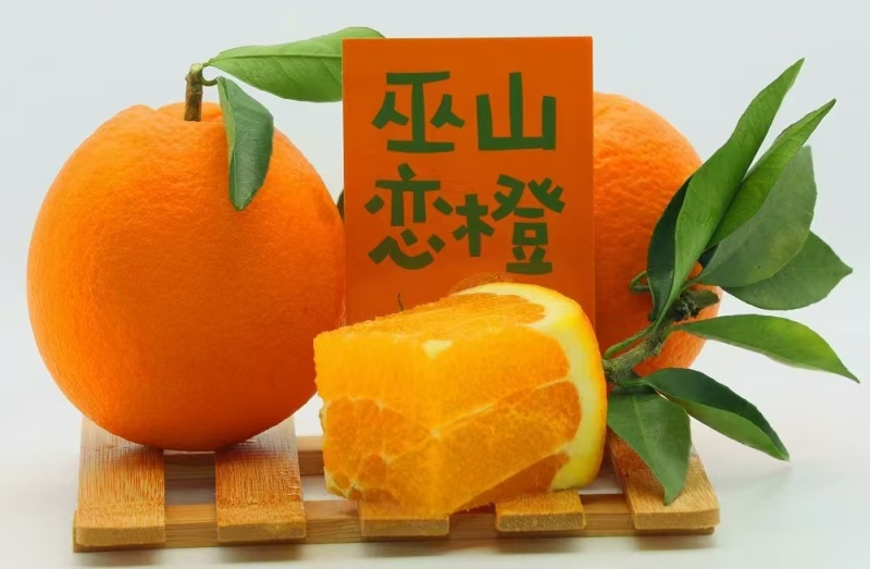 巫山纽荷尔橙子，产地直供，现摘现发，香甜多汁
