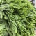 【实力推荐】豌豆尖豌豆苗贵州产地直销量大从优可视频