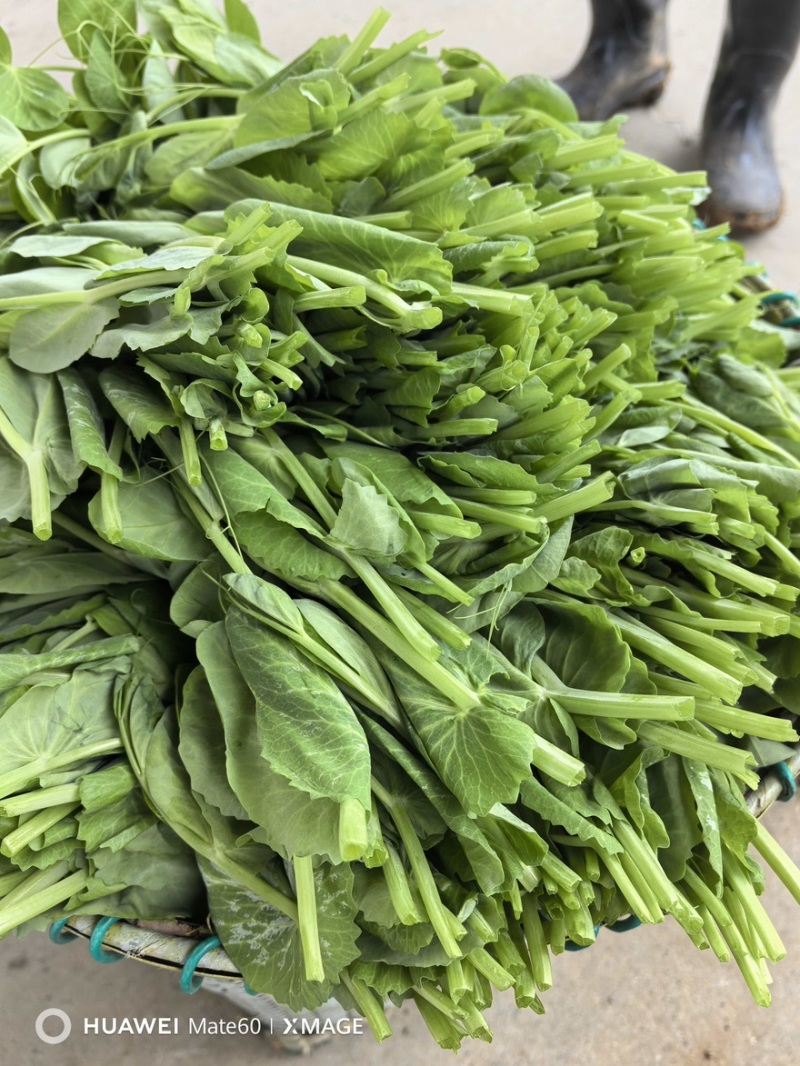 【实力推荐】豌豆尖豌豆苗贵州产地直销量大从优可视频