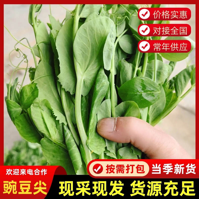 【实力推荐】豌豆尖豌豆苗贵州产地直销量大从优可视频