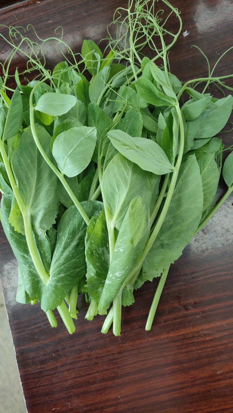 【实力推荐】豌豆尖豌豆苗贵州产地直销量大从优可视频