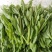 【实力推荐】豌豆尖豌豆苗贵州产地直销量大从优可视频
