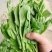 【实力推荐】豌豆尖豌豆苗贵州产地直销量大从优可视频
