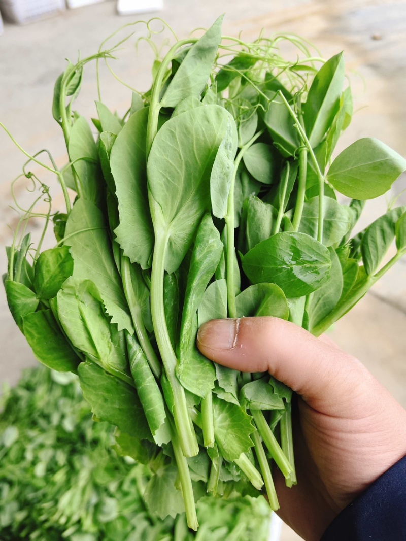 【实力推荐】豌豆尖豌豆苗贵州产地直销量大从优可视频