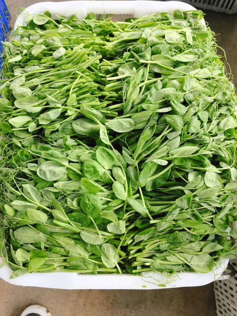 【实力推荐】豌豆尖豌豆苗贵州产地直销量大从优可视频