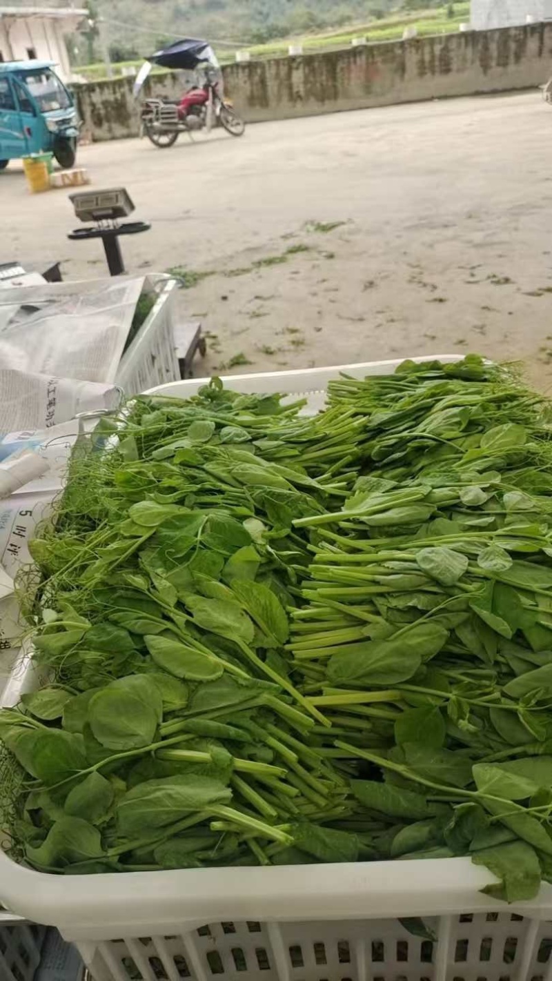 【实力推荐】豌豆尖豌豆苗贵州产地直销量大从优可视频