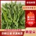 豌豆尖豌豆苗一叶一心产地直销量大从优可对接全国电商市场