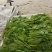 豌豆尖豌豆苗一叶一心产地直销量大从优可对接全国电商市场