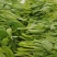 豌豆尖豌豆苗一叶一心产地直销量大从优可对接全国电商市场