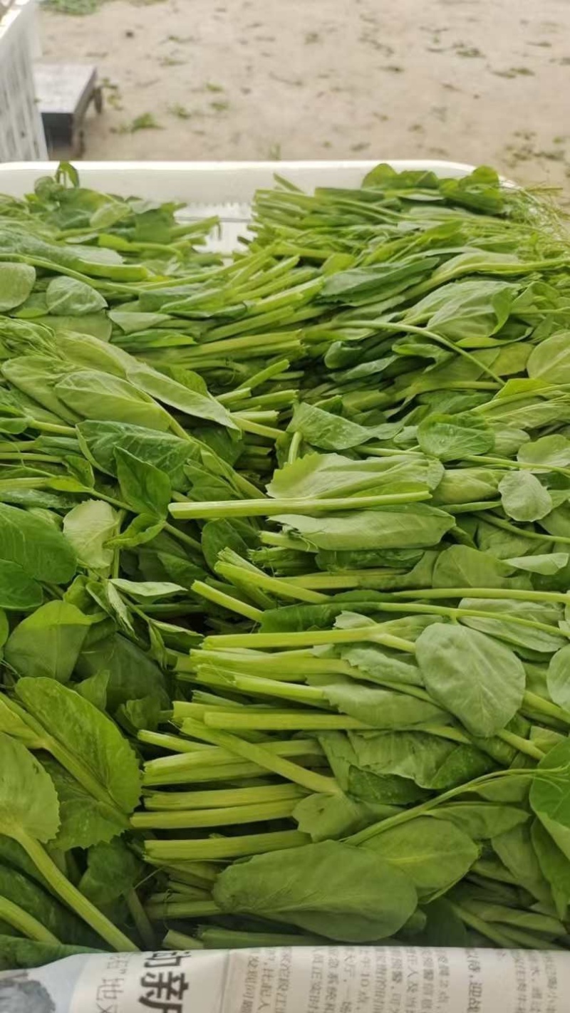 豌豆尖豌豆苗一叶一心产地直销量大从优可对接全国电商市场