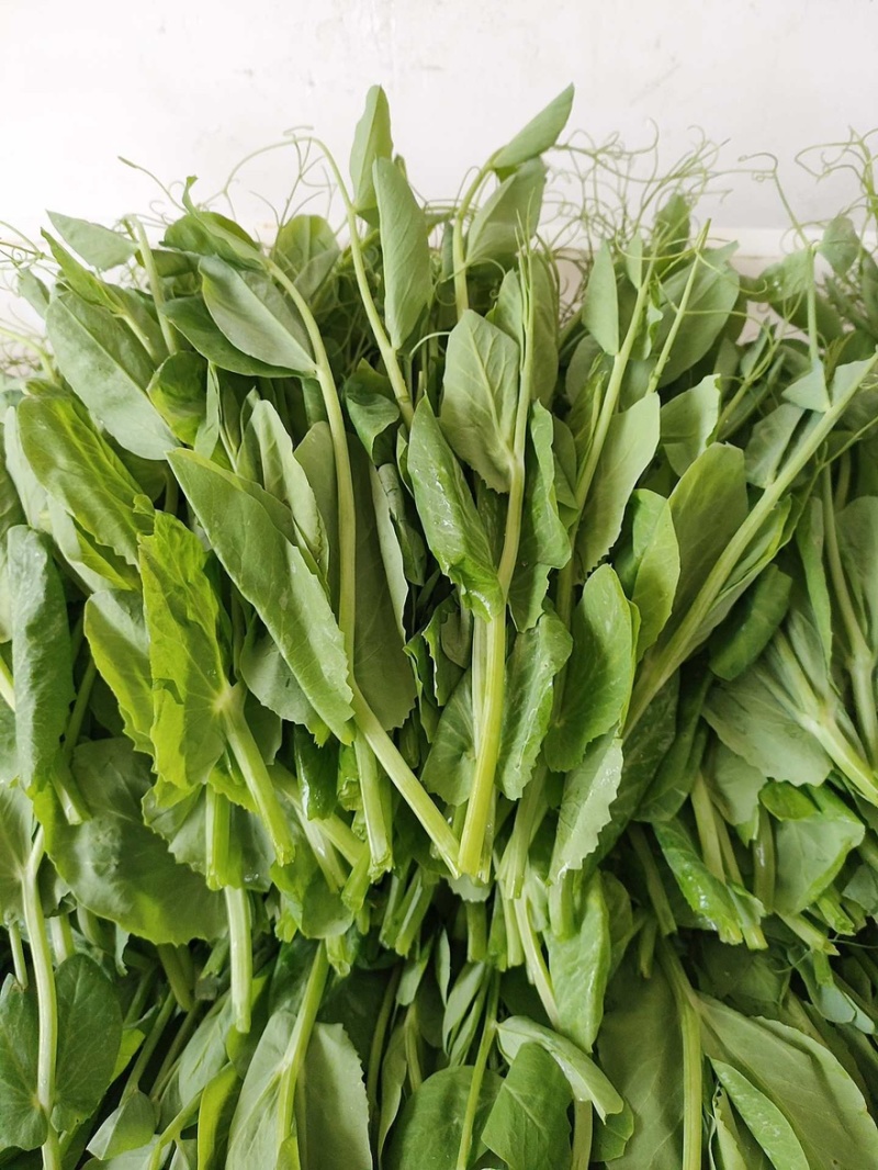 豌豆尖豌豆苗一叶一心产地直销量大从优可对接全国电商市场