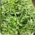 豌豆尖豌豆苗一叶一心产地直销量大从优可对接全国电商市场