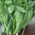 豌豆尖豌豆苗一叶一心产地直销量大从优可对接全国电商市场