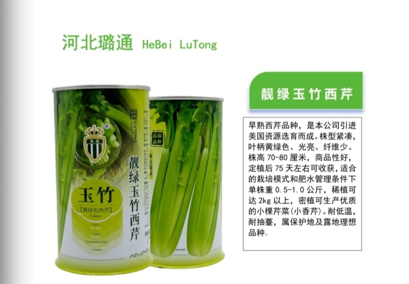 玉竹西芹种子玉竹芹菜种子靓绿玉竹西芹欢迎来电