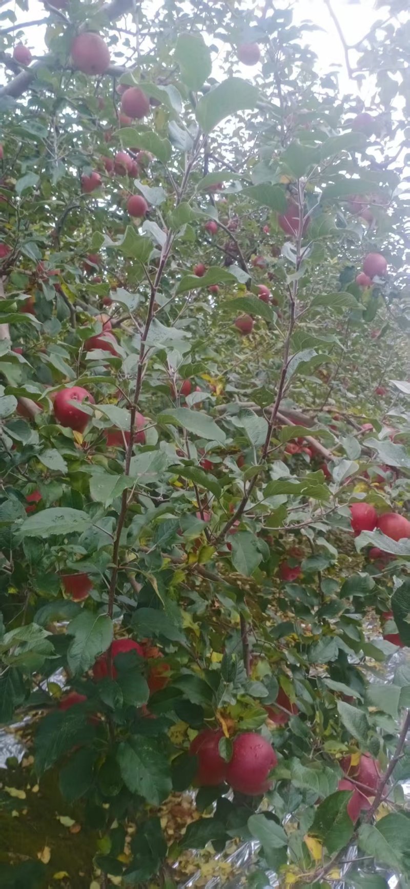 汉源糖心苹果口感**，产地直发支持各大市场电商，价格便宜
