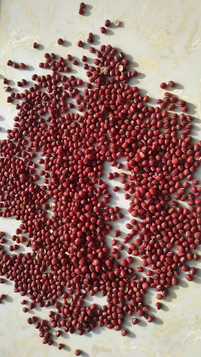 自家种植红小豆珍珠红