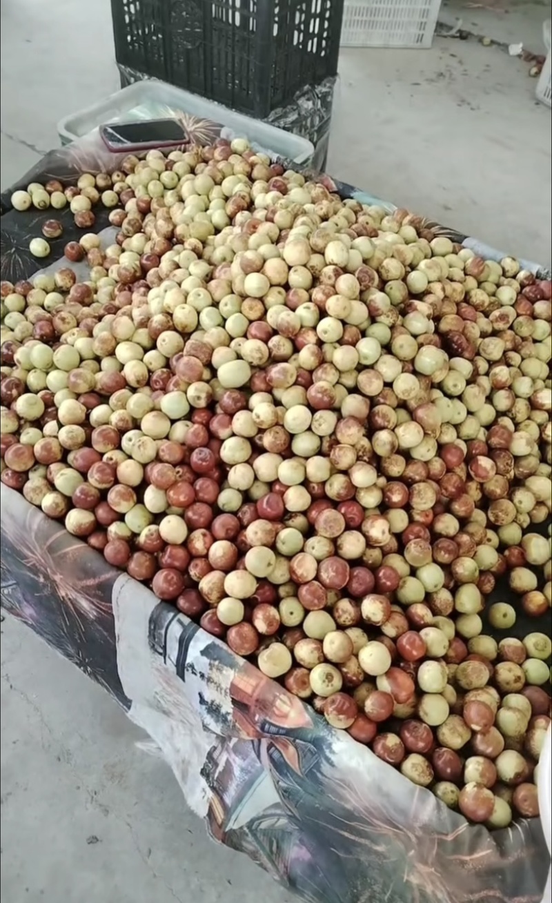 精品沾化冬枣，产地直发，量大从优