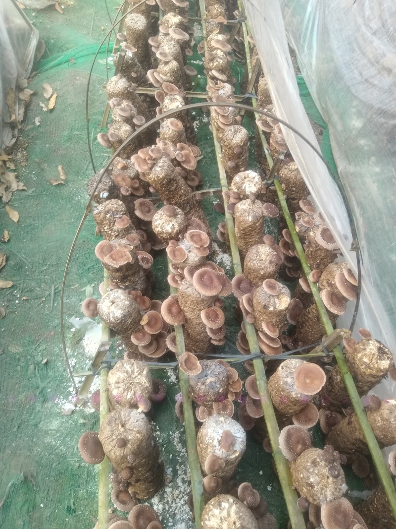 林下马桑菌喧嚣滑嫩爽口