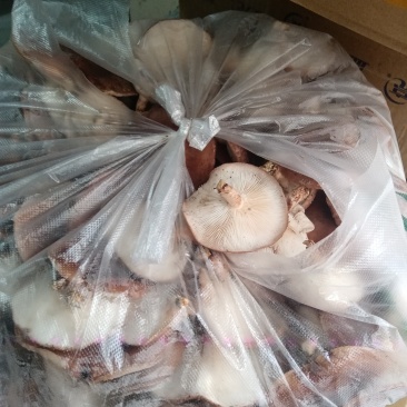 林下马桑菌喧嚣滑嫩爽口