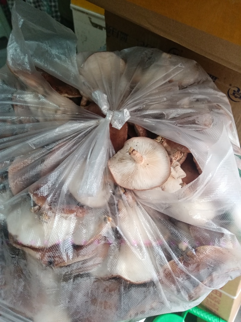 林下马桑菌喧嚣滑嫩爽口