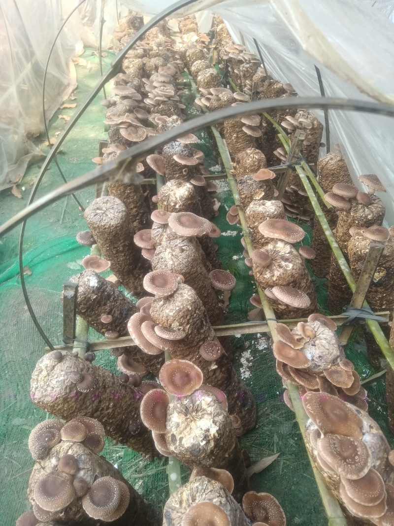林下马桑菌喧嚣滑嫩爽口