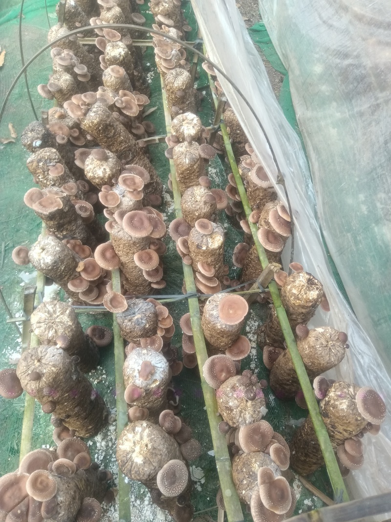 林下马桑菌喧嚣滑嫩爽口