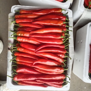 精品长红辣椒美人椒全国发货。货源充足欢迎来电