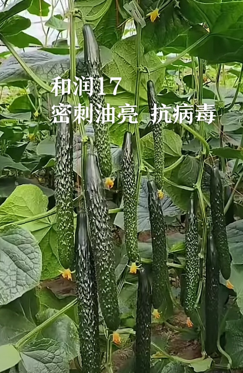 嫁接黄瓜苗强雌密刺黑油亮短把绿瓤产量高抗病强现苗发