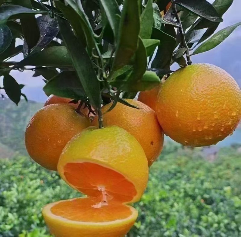 九月红果冻橙，正宗秭归脐橙，自有果园，非中介