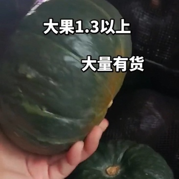 1.3两以上大瓜有需要的老板联系