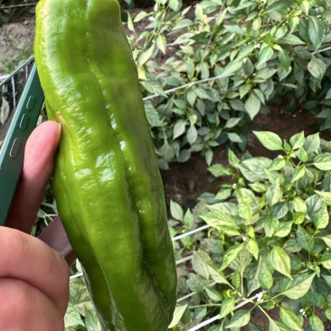 芜湖椒