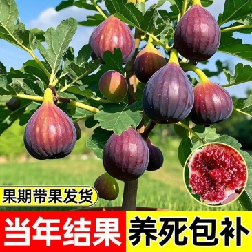 无花果苗波姬红砂糖红心布兰瑞克，芭奈劳无花果苗