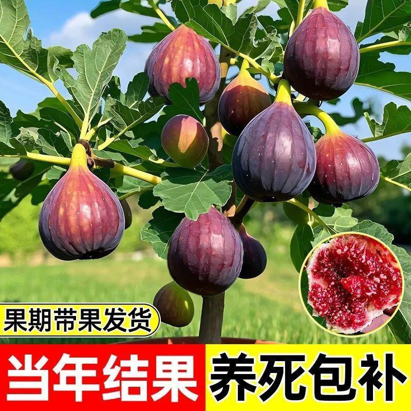 无花果苗波姬红砂糖红心布兰瑞克，芭奈劳无花果苗